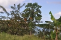 grenada, caribbean, west indie-132